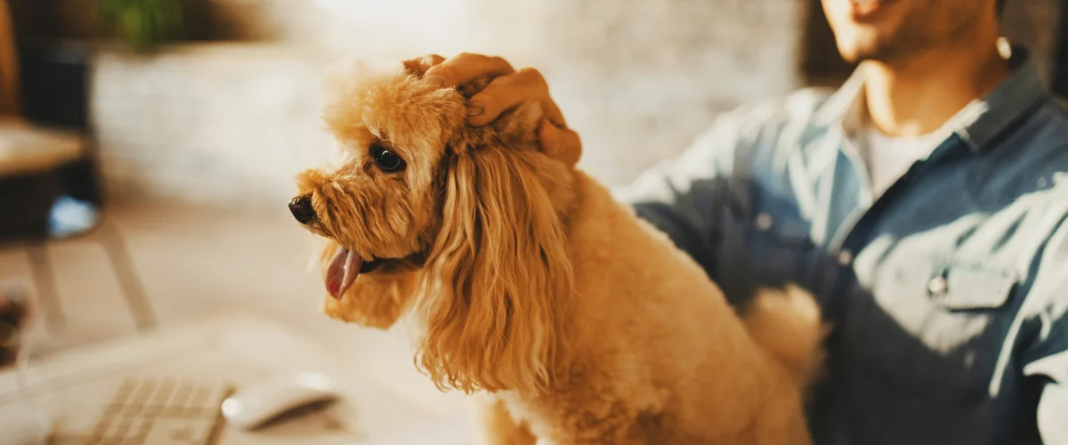 Правила хорошего тона при работе с питомцем в офисе