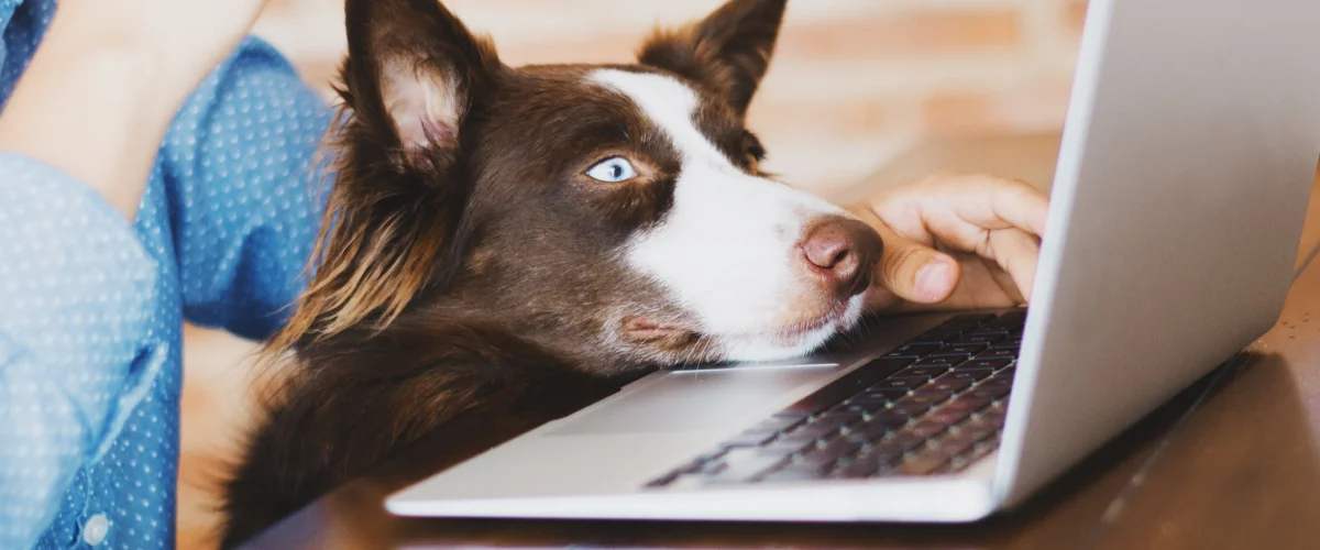 Дог-френдли офисы