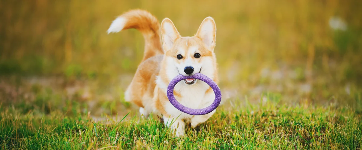 Физические нагрузки собаки