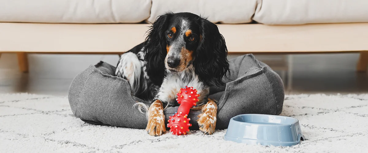 Особенности питания собаки в путешествии