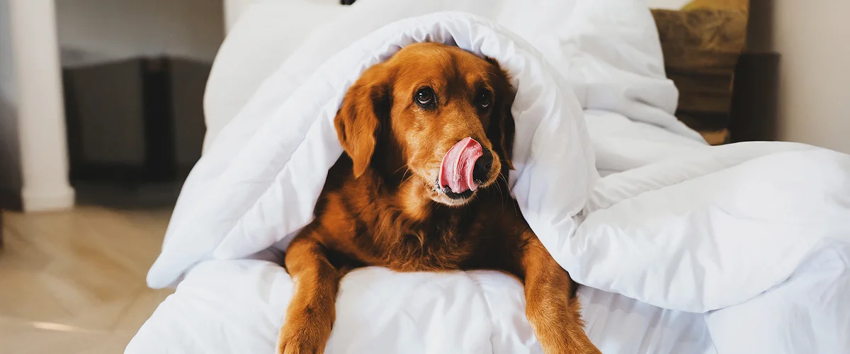 Реакция собаки на стресс