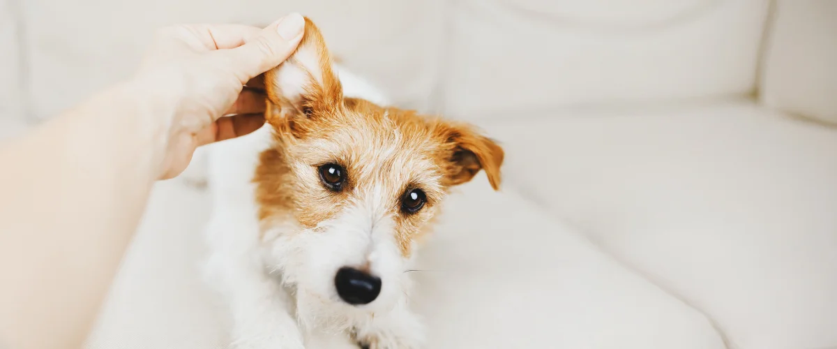 Перхоть на ушах у собак