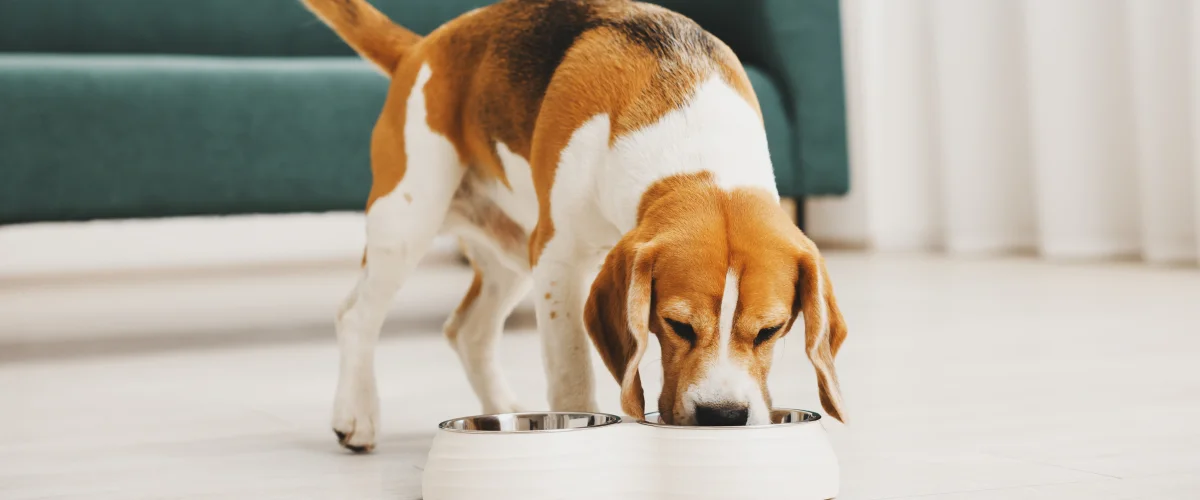 Профилактика пищевой агрессии