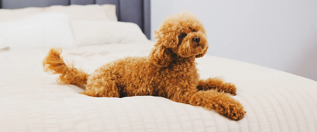 Проживание в отеле с собакой