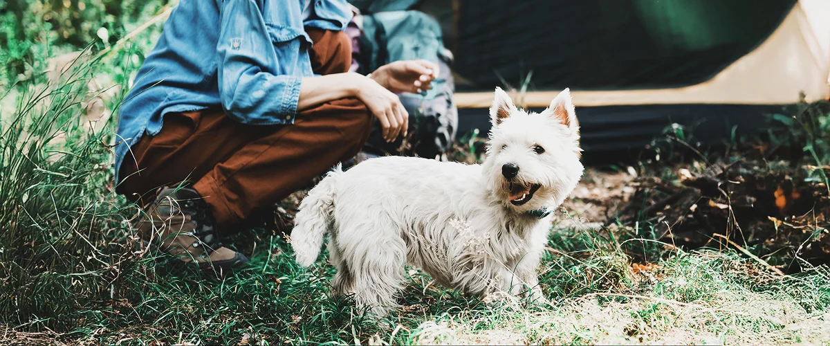 Поход с собакой