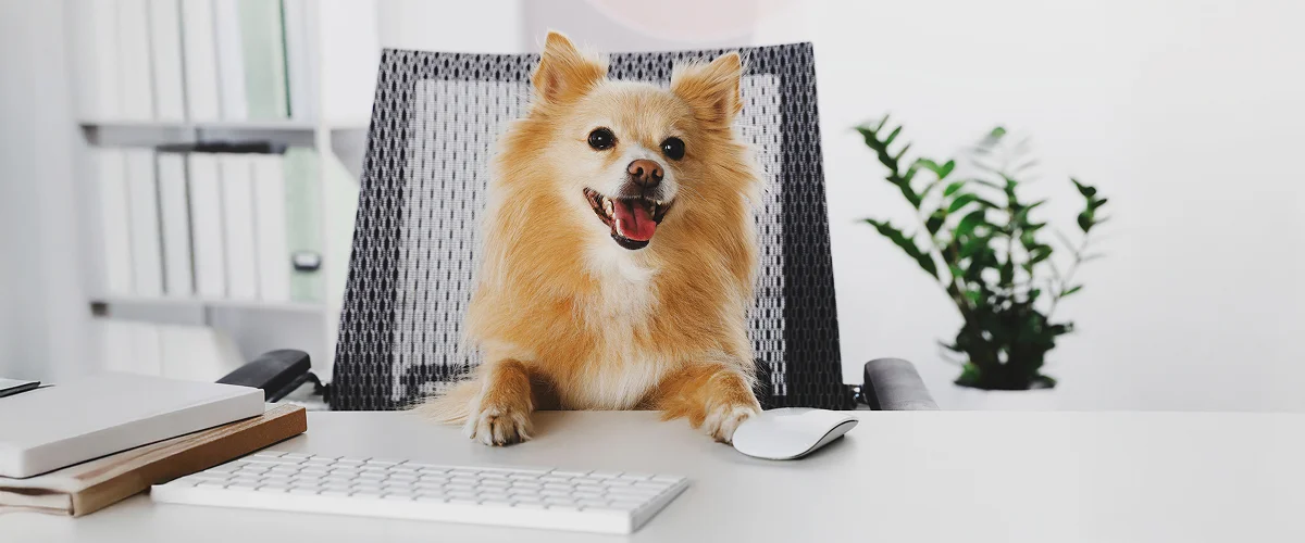 Можно ли брать собаку на работу ежедневно?