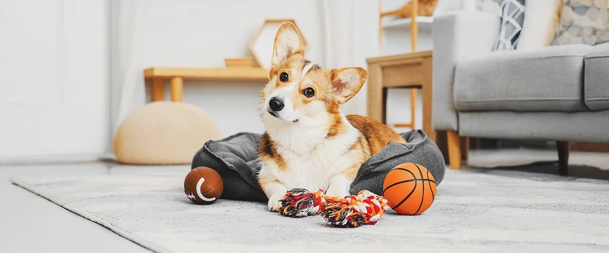 Поведенческие признаки у собаки