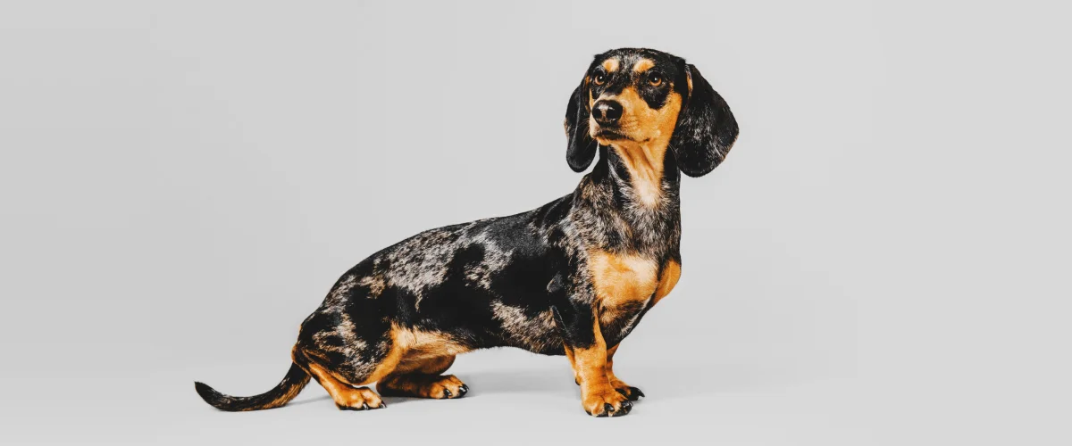 Питание взрослой собаки 