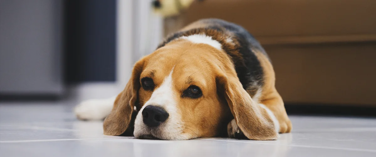 Последствия употребления костей собакой