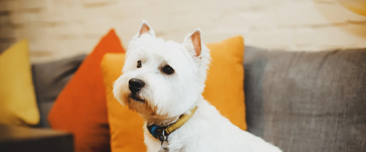 Собака проглотила кость, что делать?