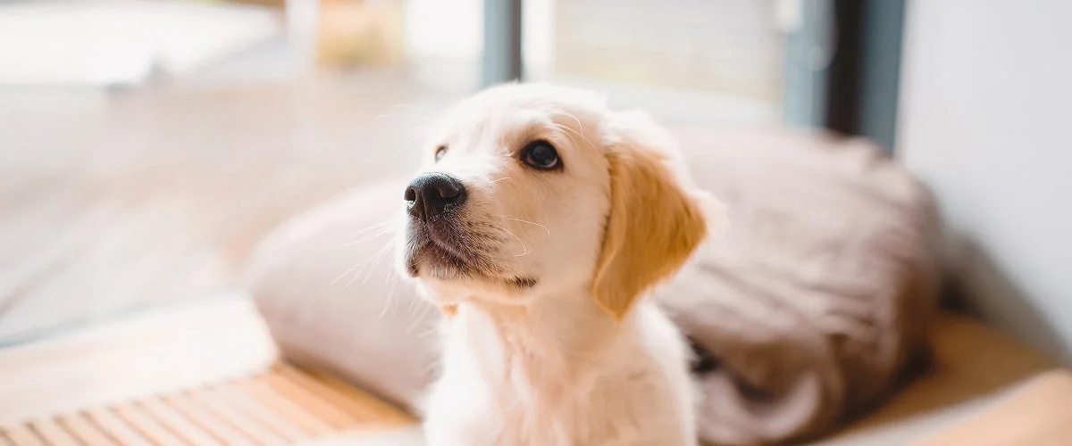 Возрастные группы собак