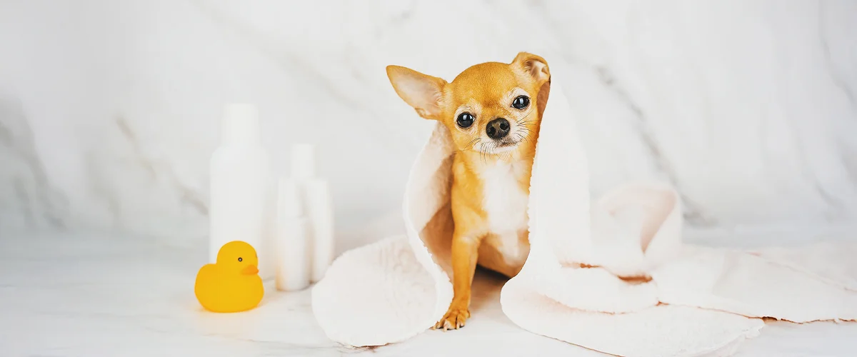 Причины появления перхоти у собак