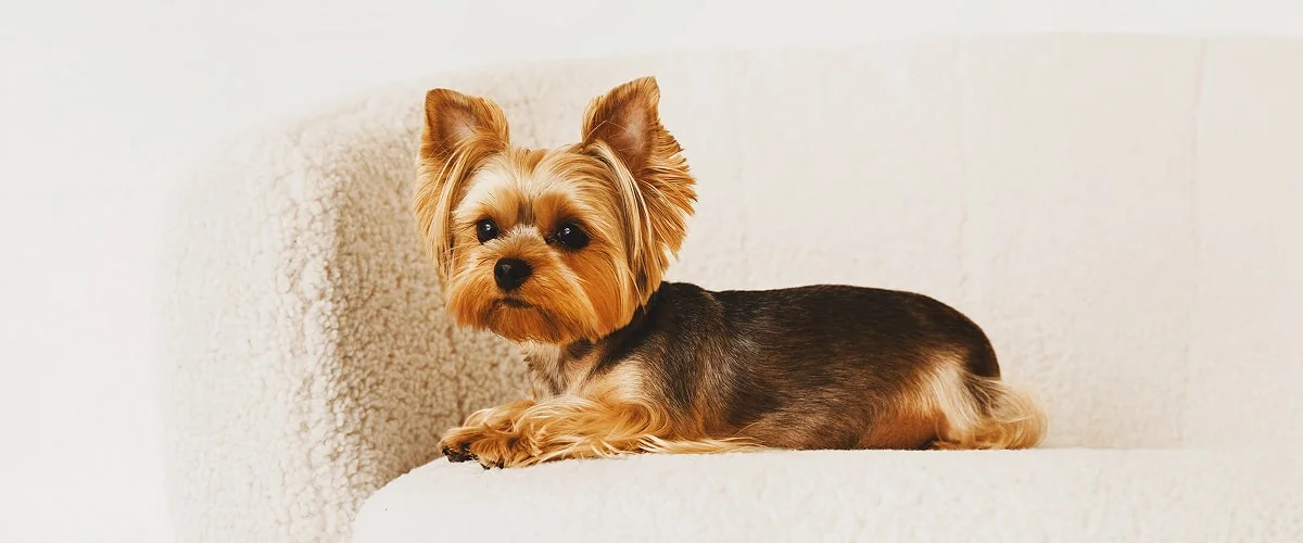 Определение возраста щенка по размеру и весу