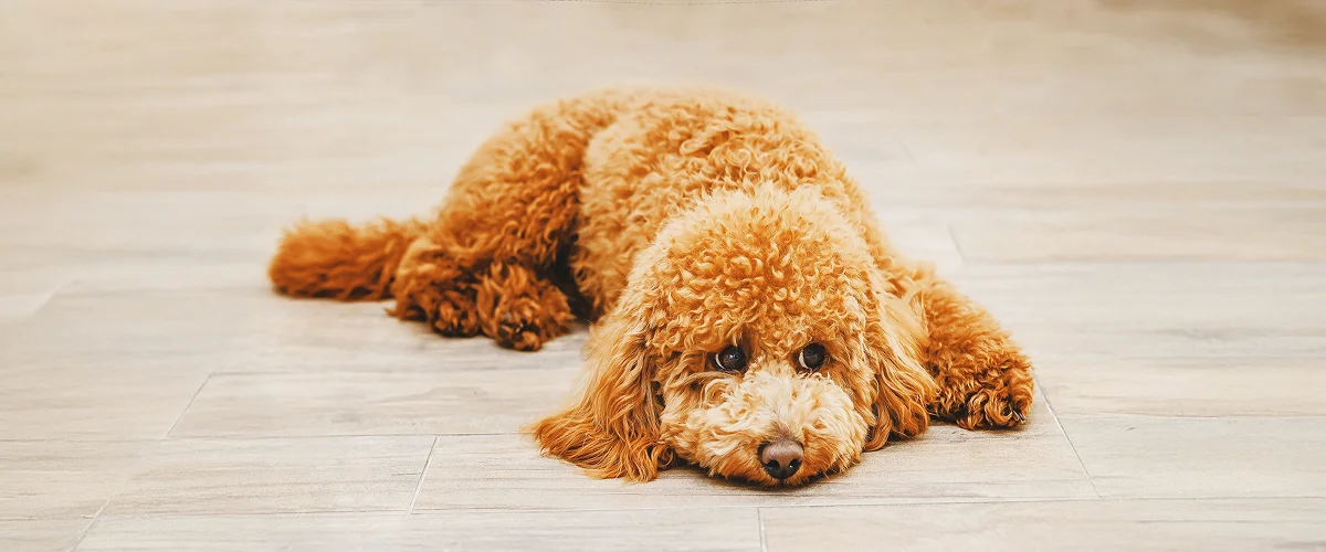 Стресс у собаки