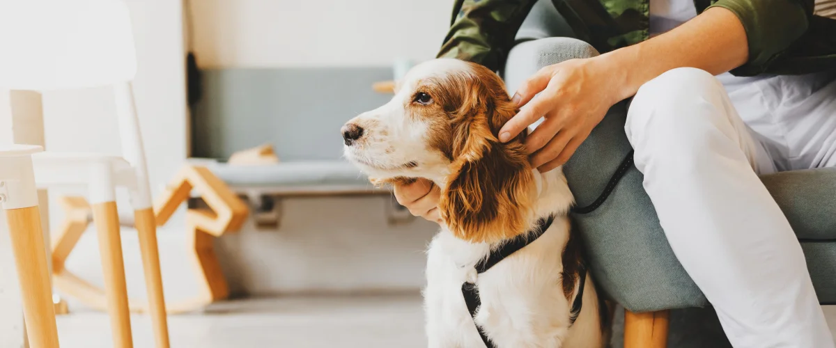 Дог-френдли заведения