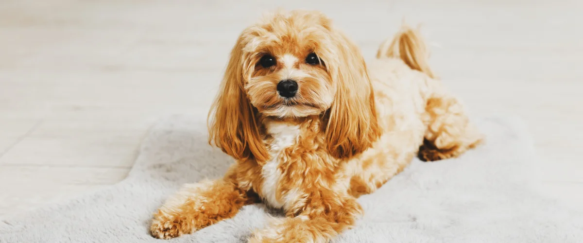 Шерсть собаки