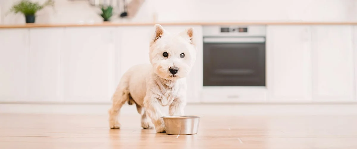 Определение возраста щенка по размеру и весу