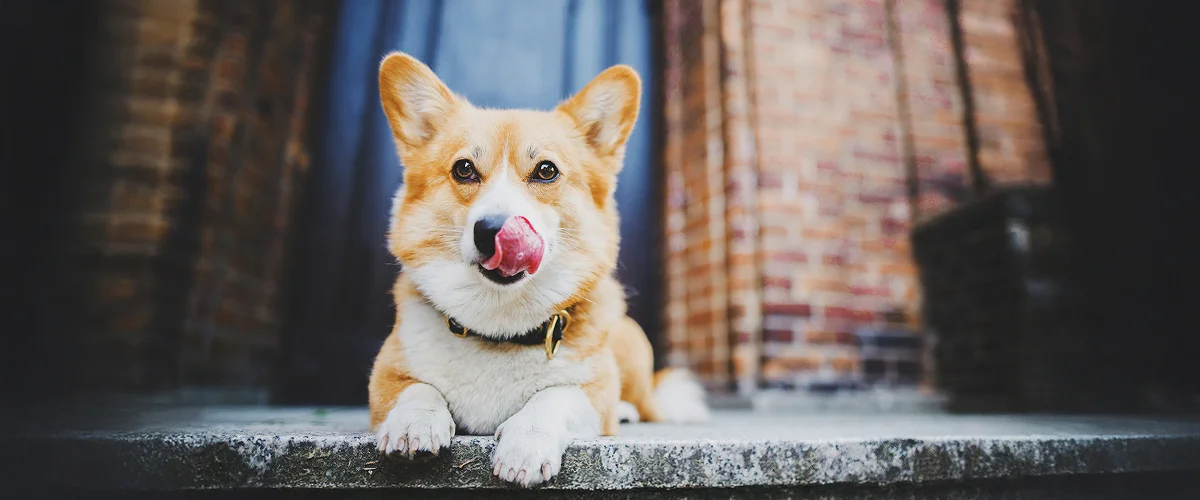 Регуляция температуры тела собаки