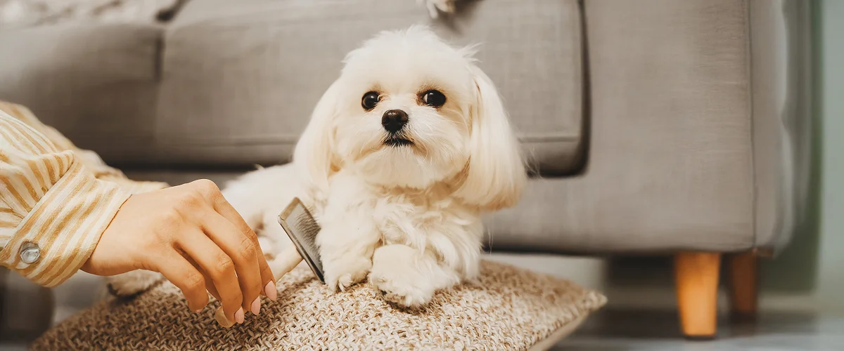 Перхоть у собак