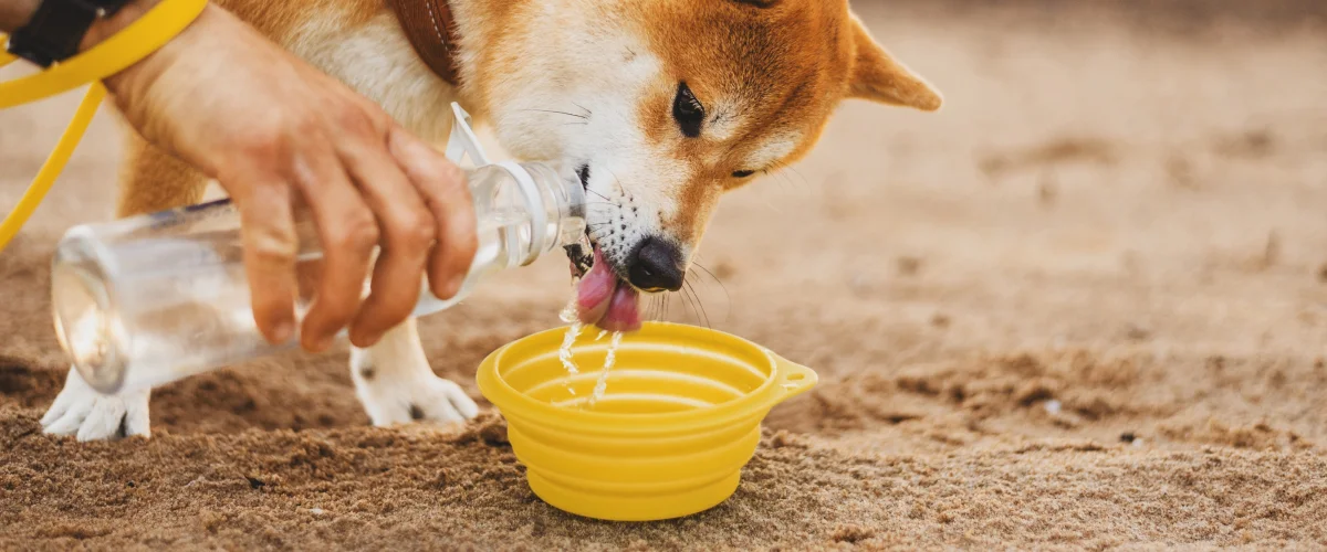 Обязательные вещи в походе с собакой 