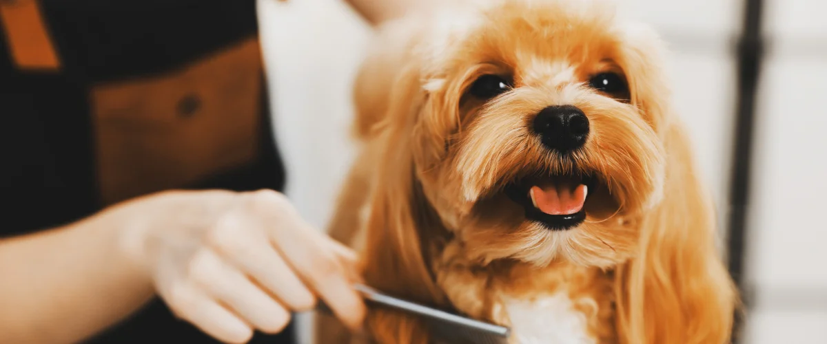 Лечение перхоти у собак