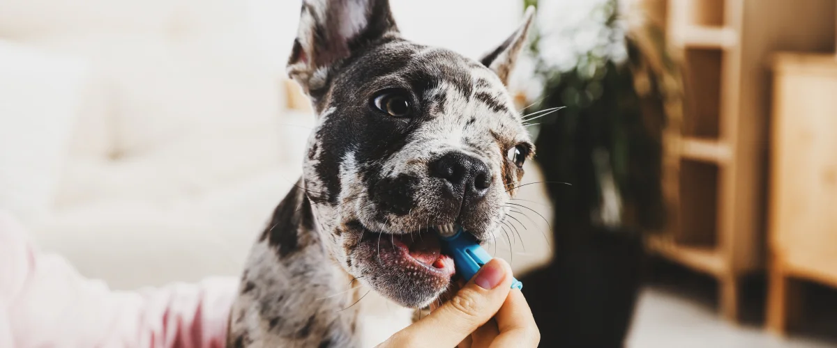 Гигиена полости рта