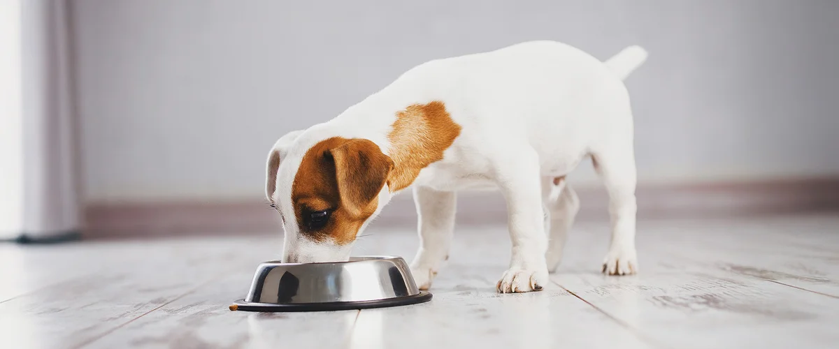 Контроль питания собаки