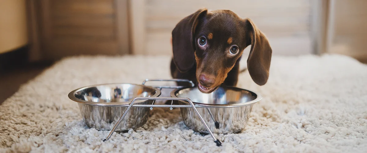 Рацион щенка