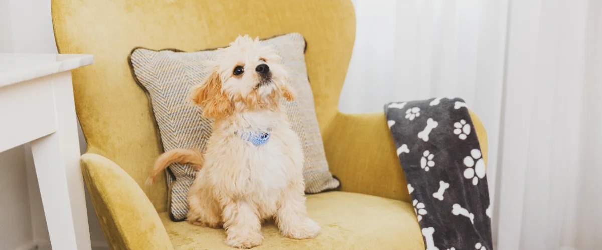 Путешествие с питомцем