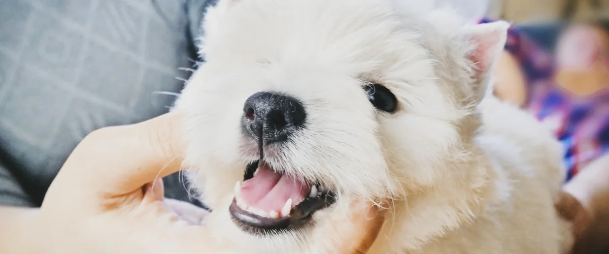 Зубы собаки