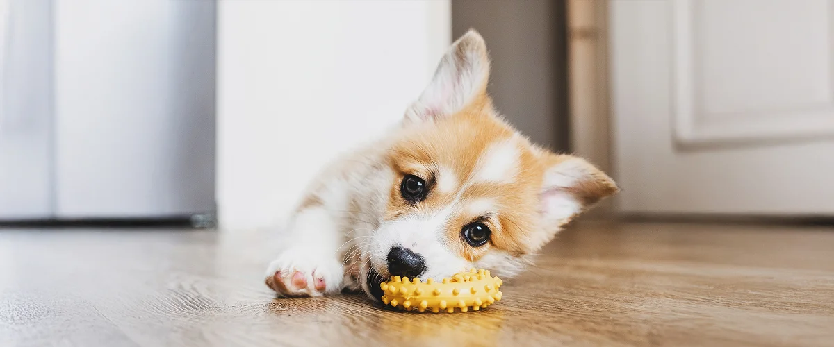 Щенкам нельзя давать кости