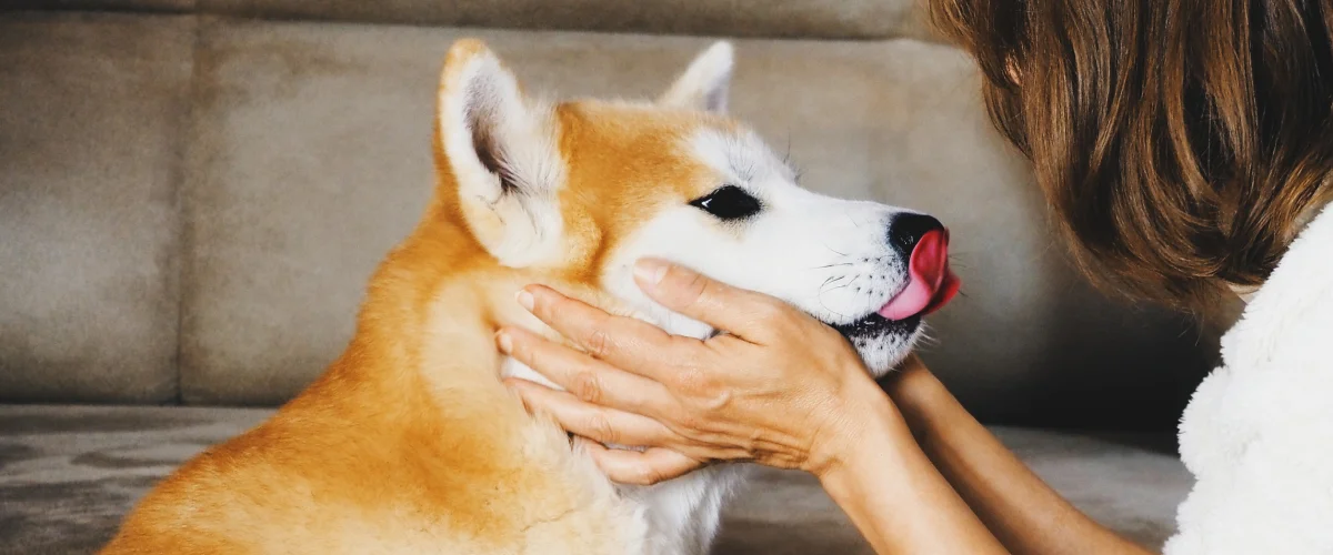 Собака облизывается