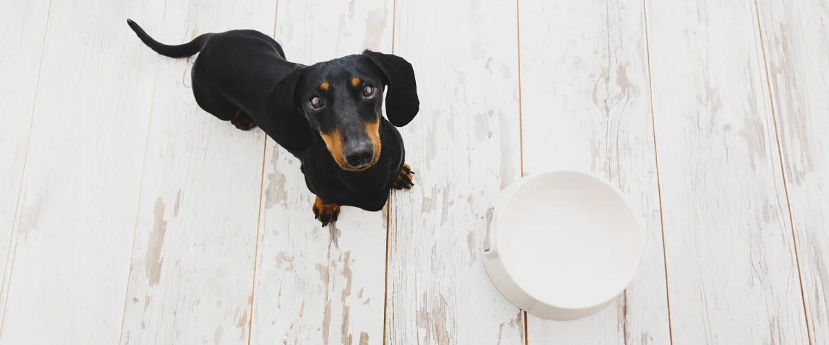 Дневной рацион таксы