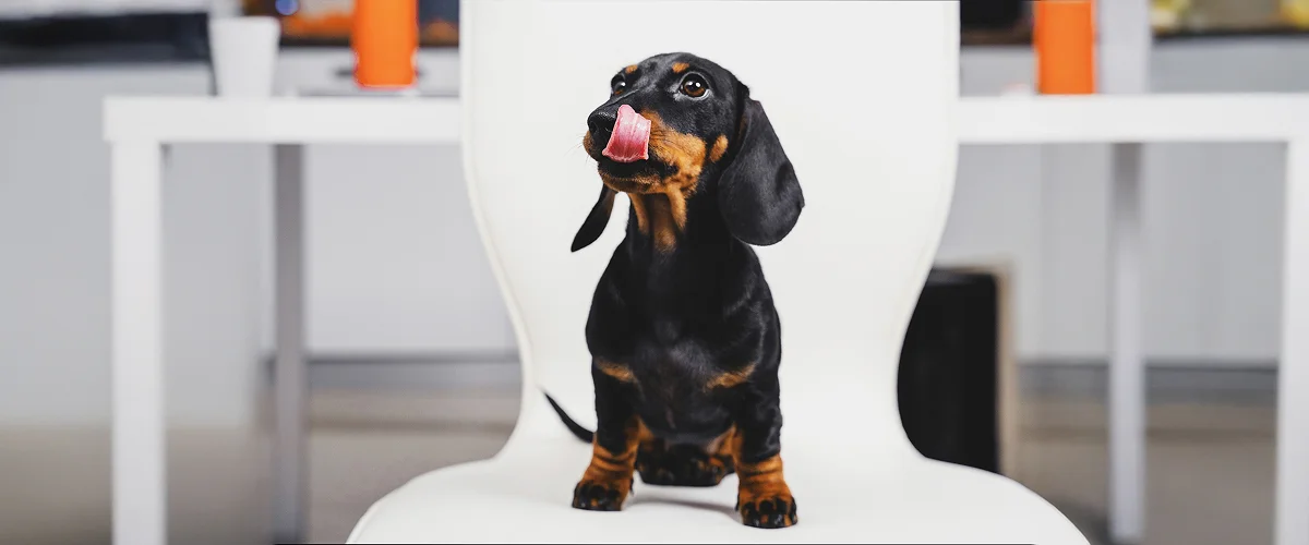 Реакция собаки на еду