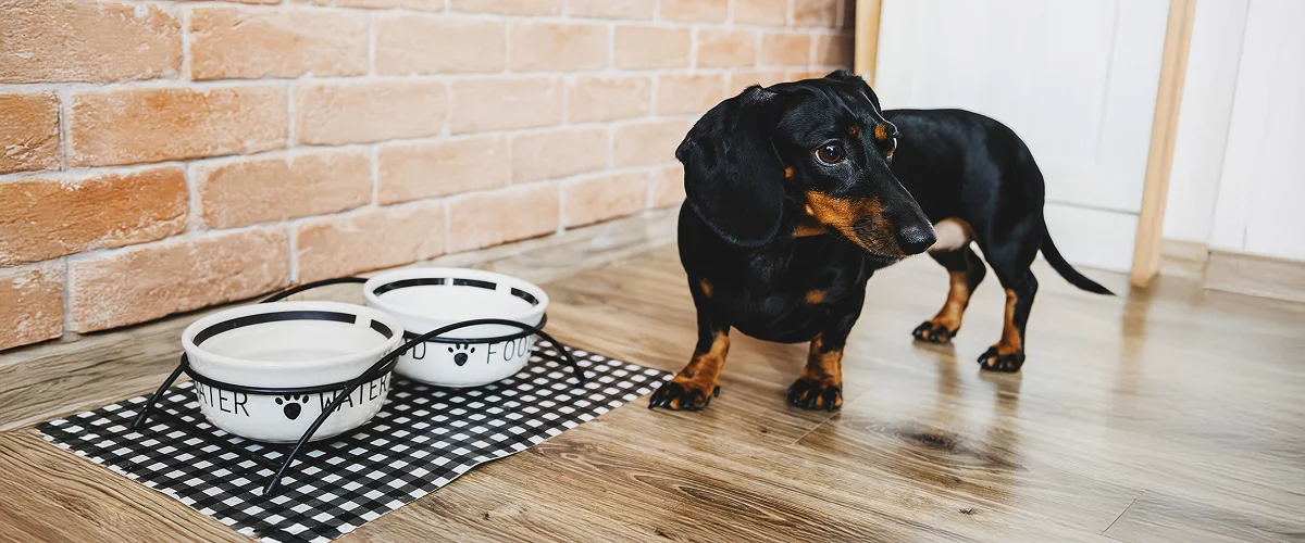 Сколько раз в день кормить таксу?