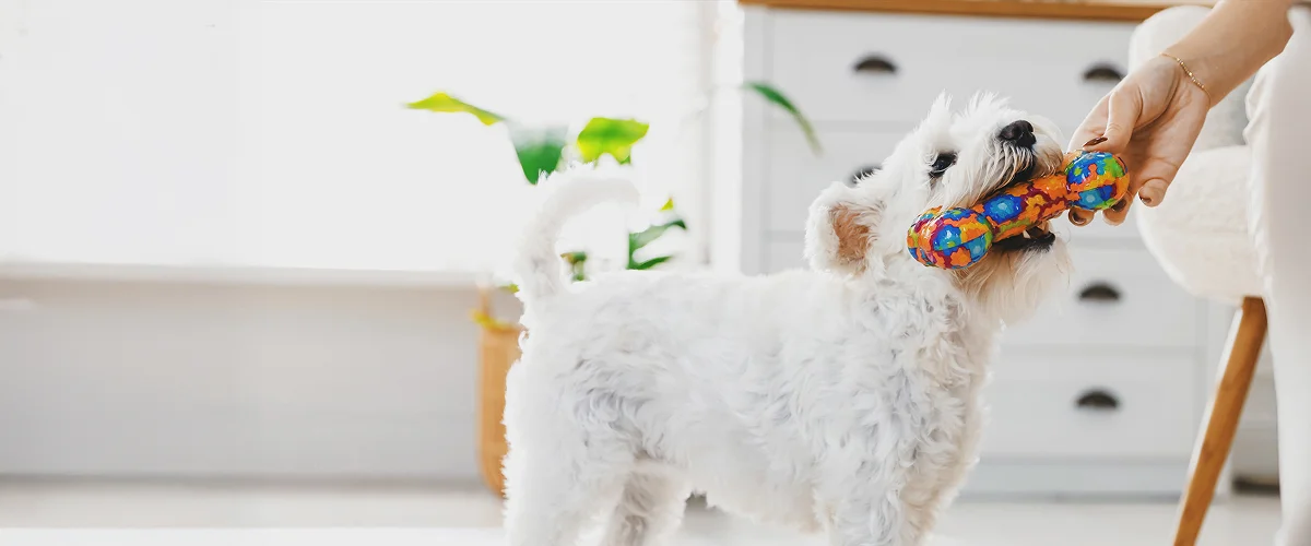 Специальные игрушки для собак