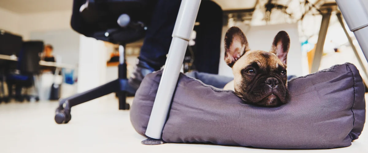 Что такое дог-френдли офисы?