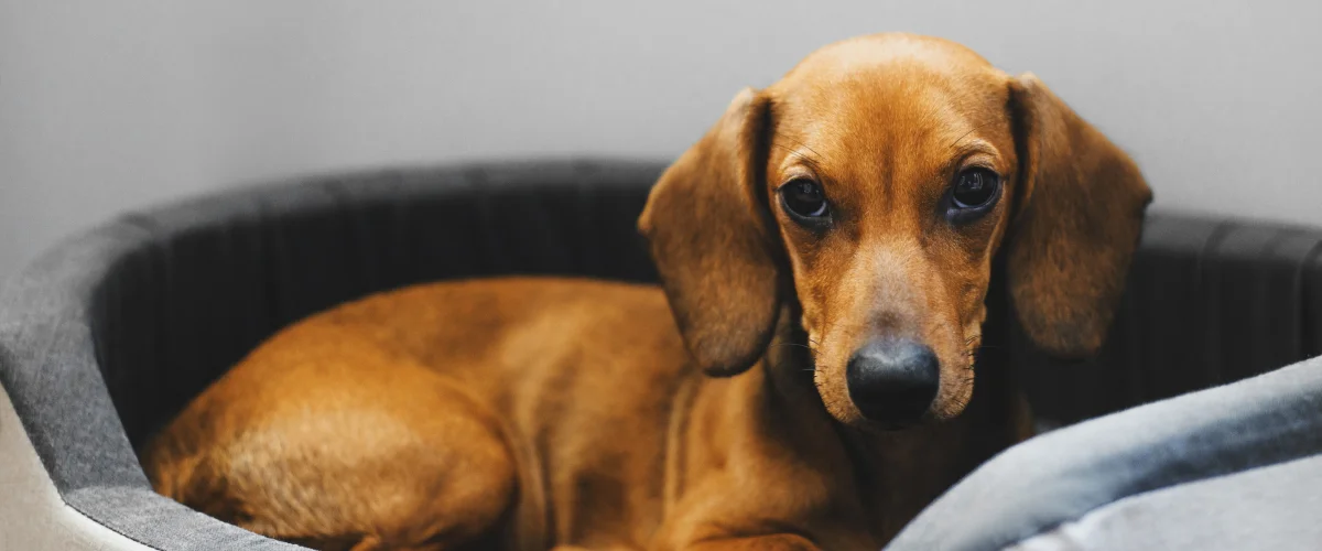 Запрещенные продукты для таксы