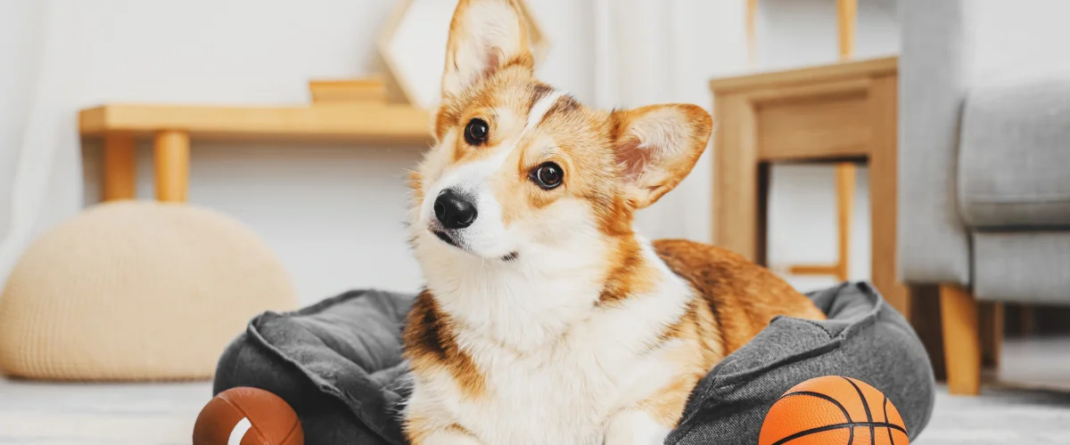 Внешние признаки здоровья собаки