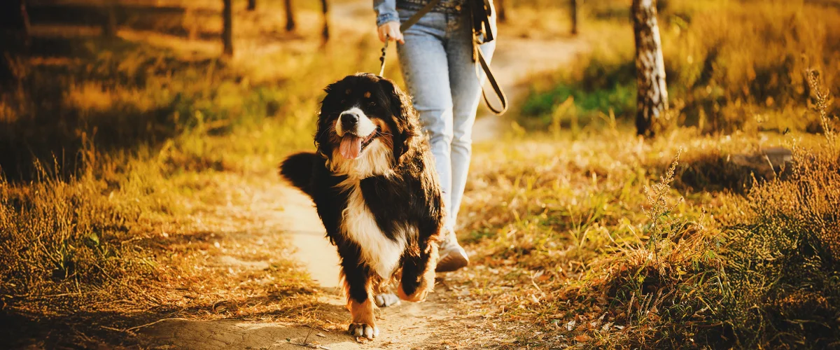 Участие собак в дог-треккинге