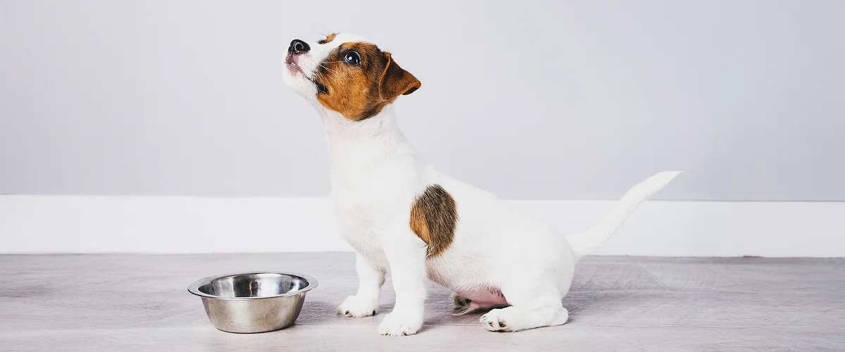 Собака мало пьет