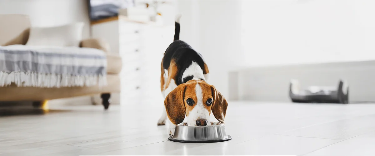 Профилактика перхоти у собаки