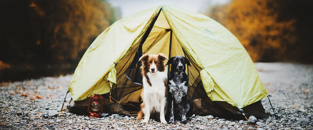 Породы собак, подходящие для дог-треккинга