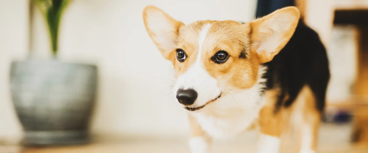 Причины пищевой агрессии