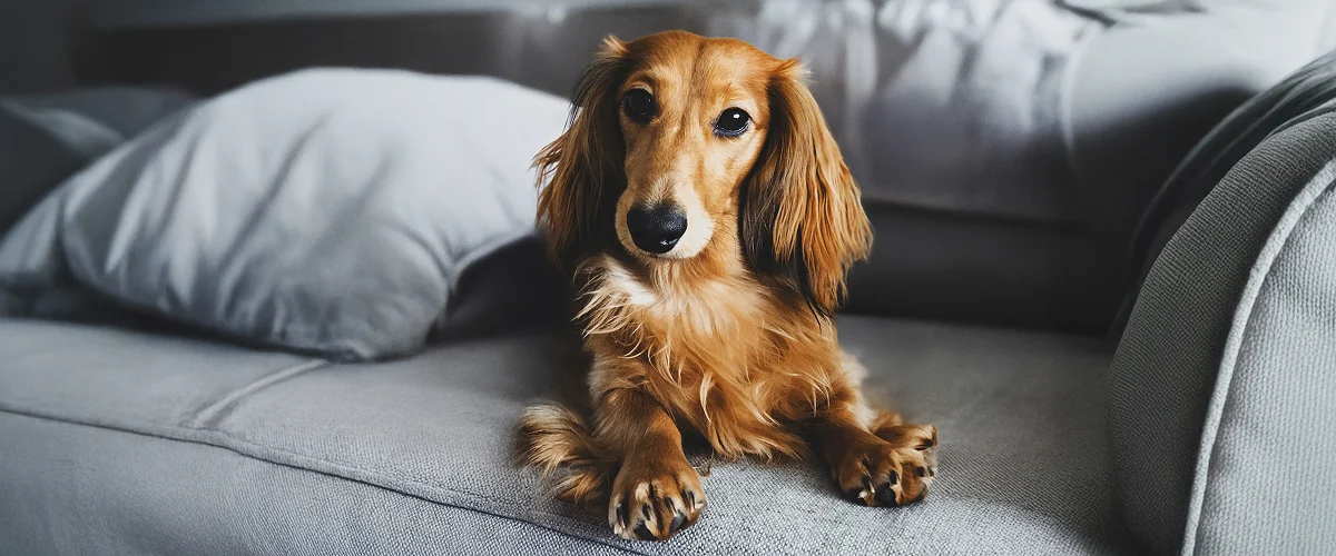 Особенности породы и питания таксы