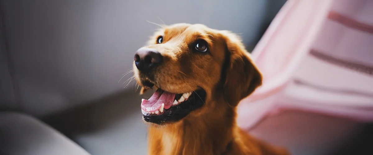 Визуальный осмотр собаки