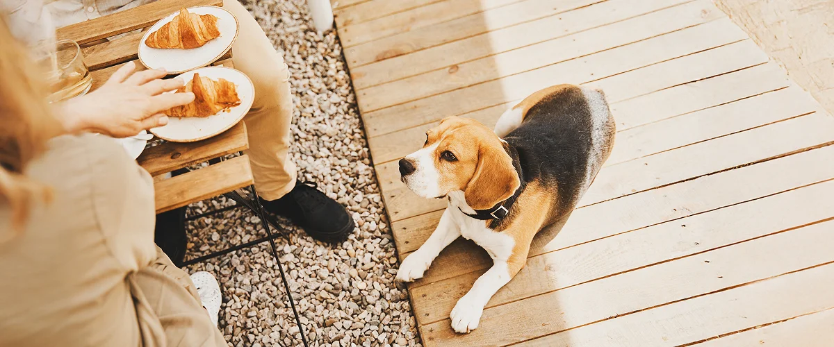 Комфортные условия для собаки