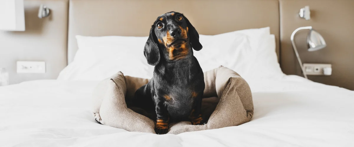 Дог-френдли отели