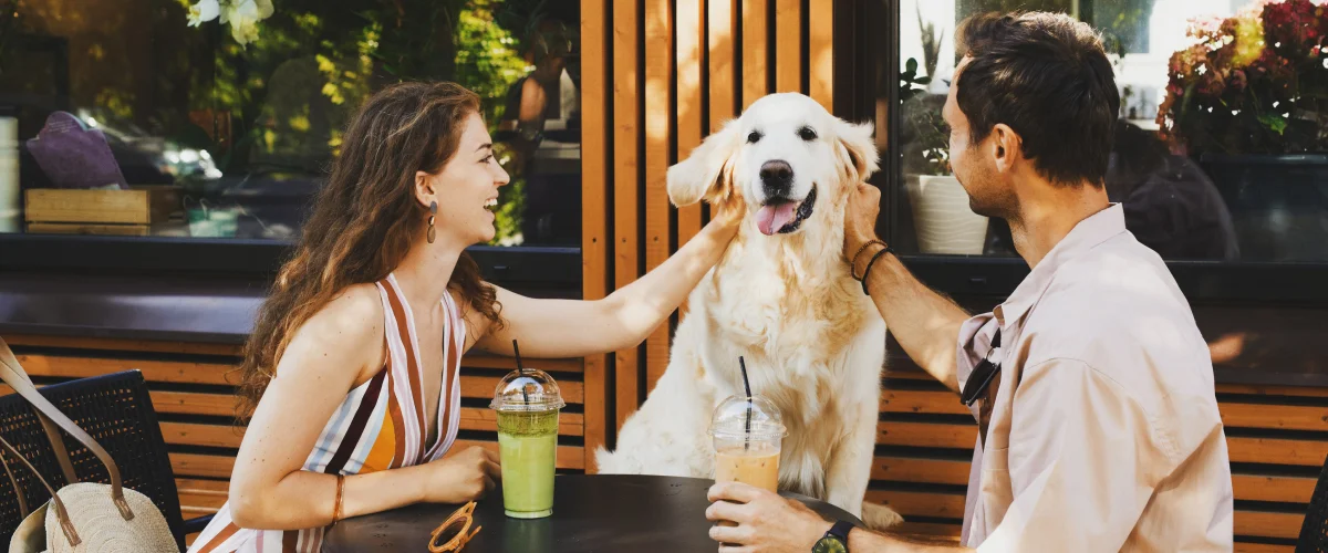 Дог-френдли заведения