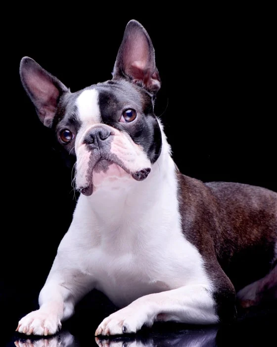 Бостон-терьер